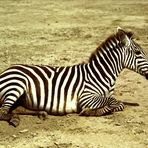 Böhm-Steppenzebra, Amboseli