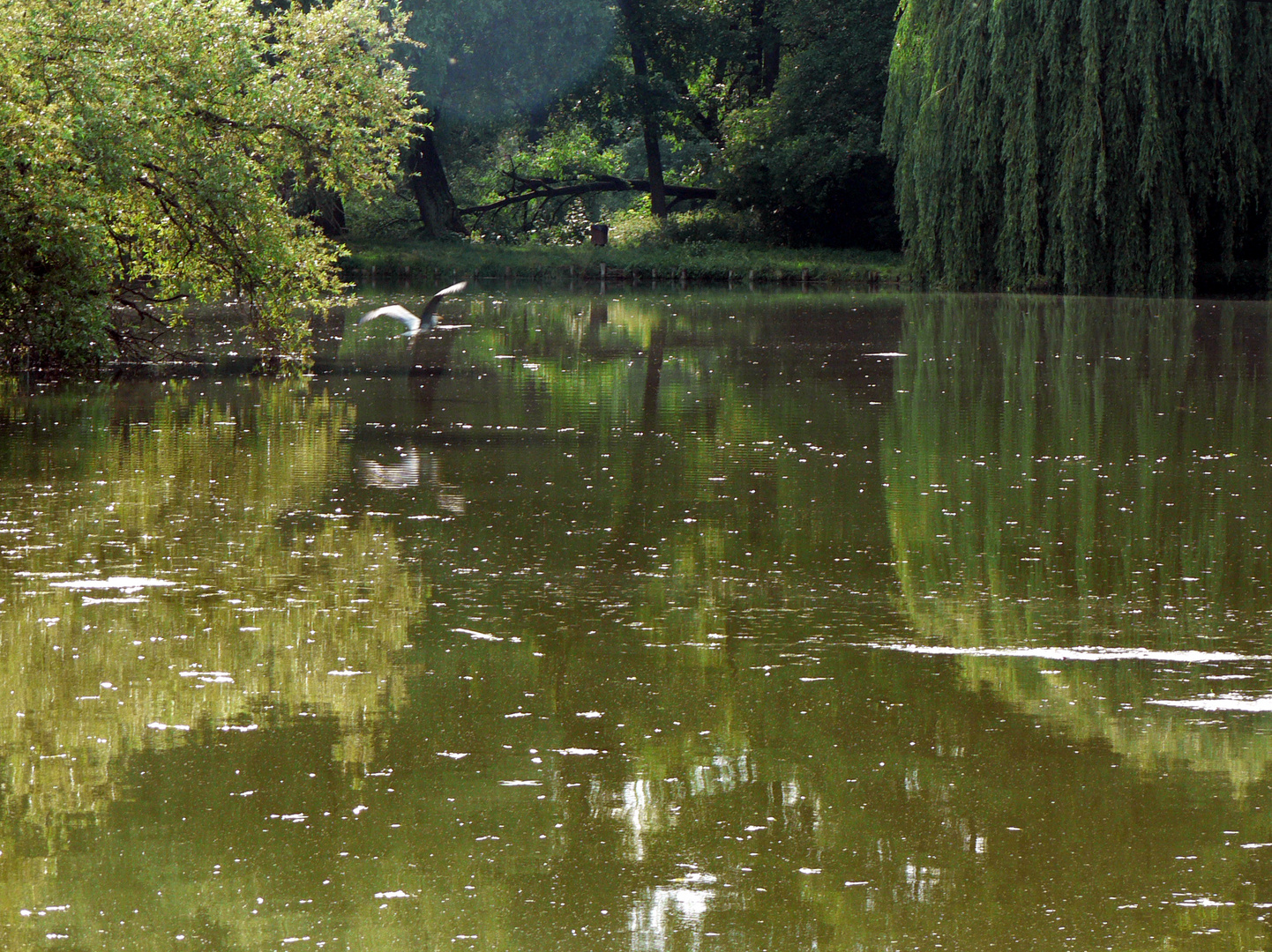 Böhmenteich bei Thamsbrück Foto & Bild landschaft, bach, fluss & see
