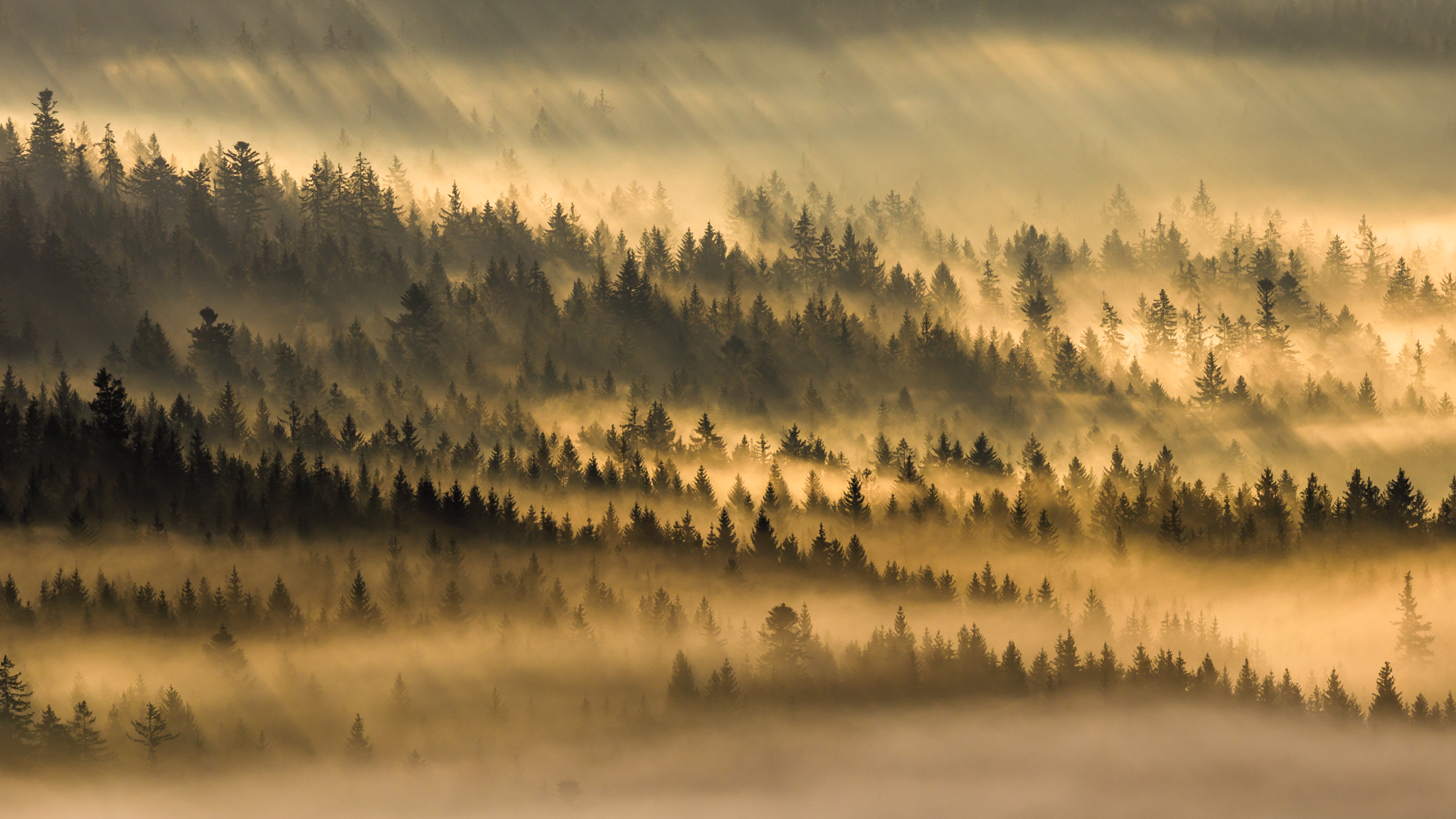 böhmerwaldmorgen