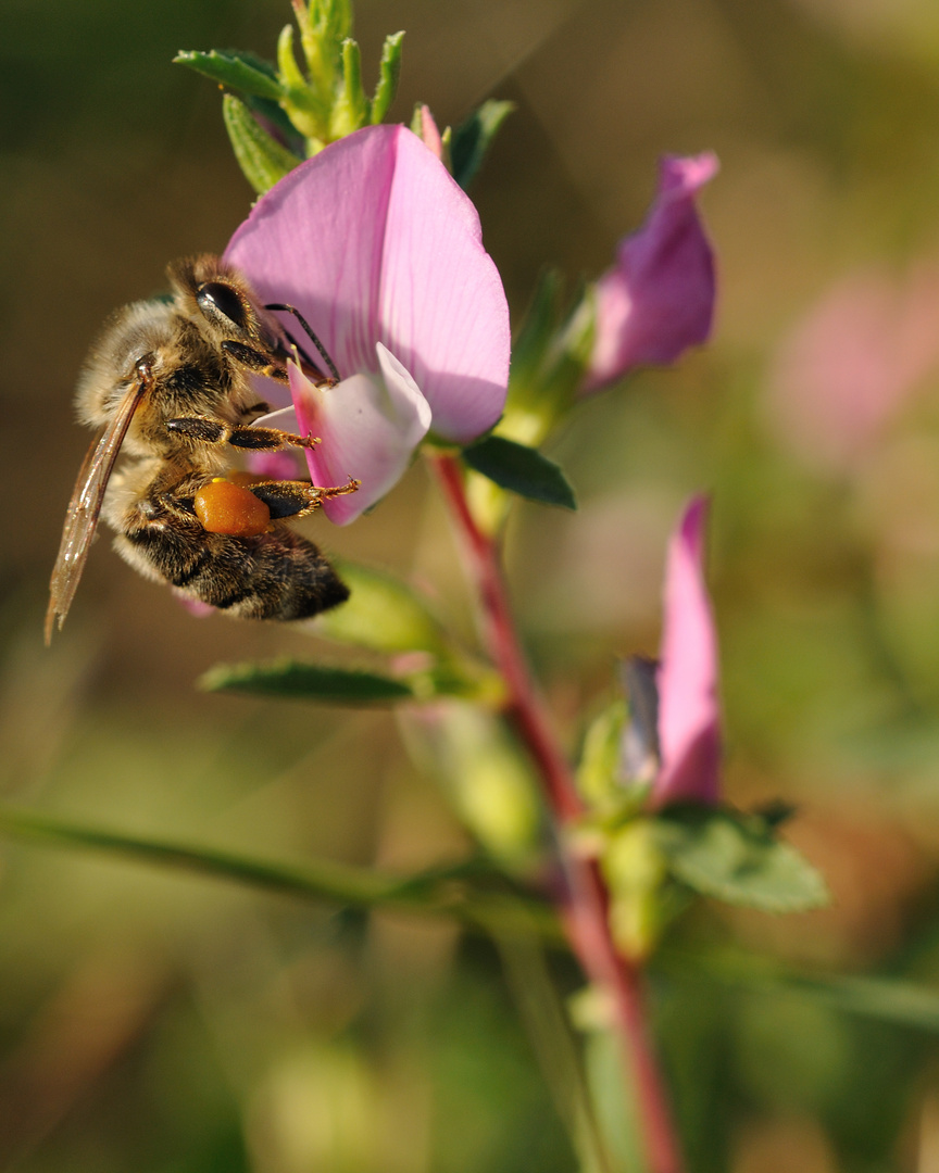 Böhmische Honigbiene sammelt emsig Pollen am Hauhechel