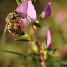 Böhmische Honigbiene sammelt emsig Pollen am Hauhechel