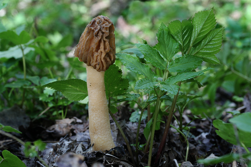 Böhmische Verpel