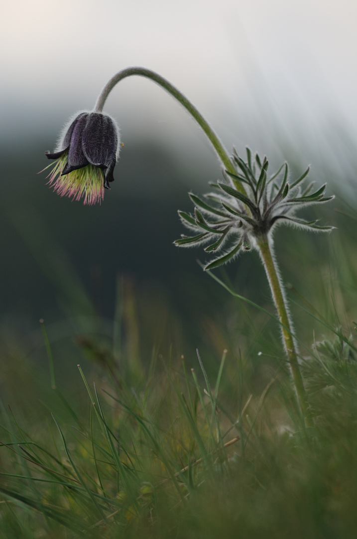 Böhmische Wiesenkuhschelle