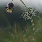 Böhmische Wiesenkuhschelle