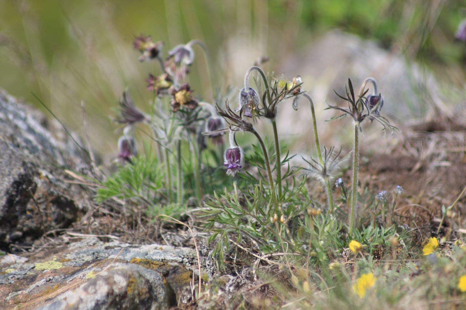 Böhmische Wiesenkuhschelle am Berg Oblik