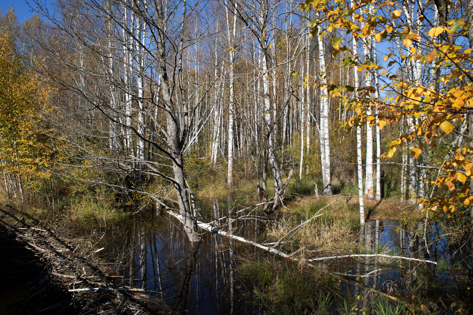 Böhmischer Birkenwald