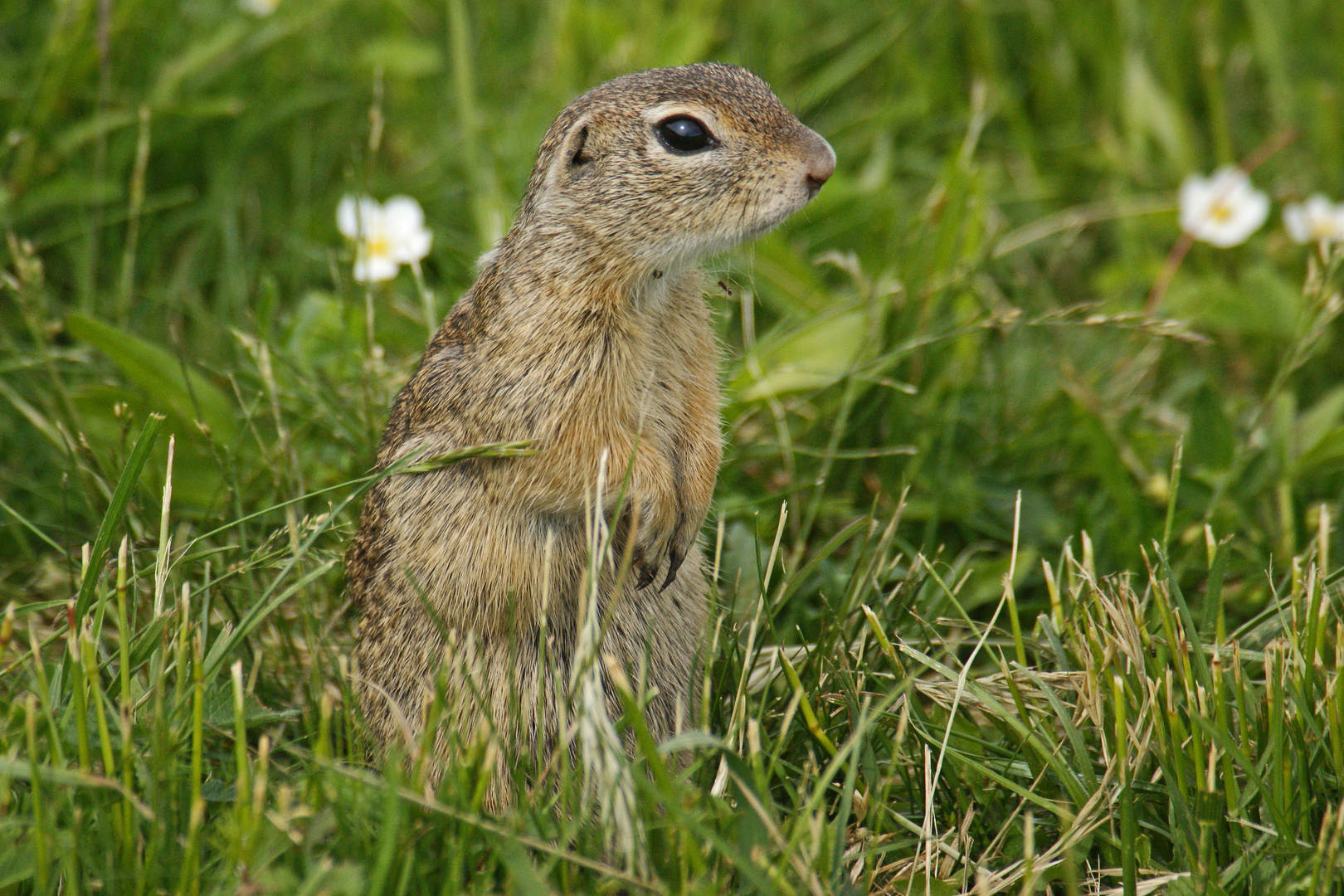 Böhmisches Ziesel