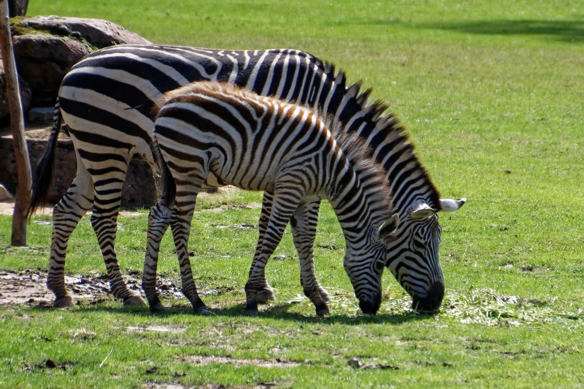 Böhmzebras