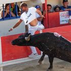 Boer de Occitane aprés Bastien Four, Trophée des As, Le Grau du Roi, Stierkampf, Stier, taureau