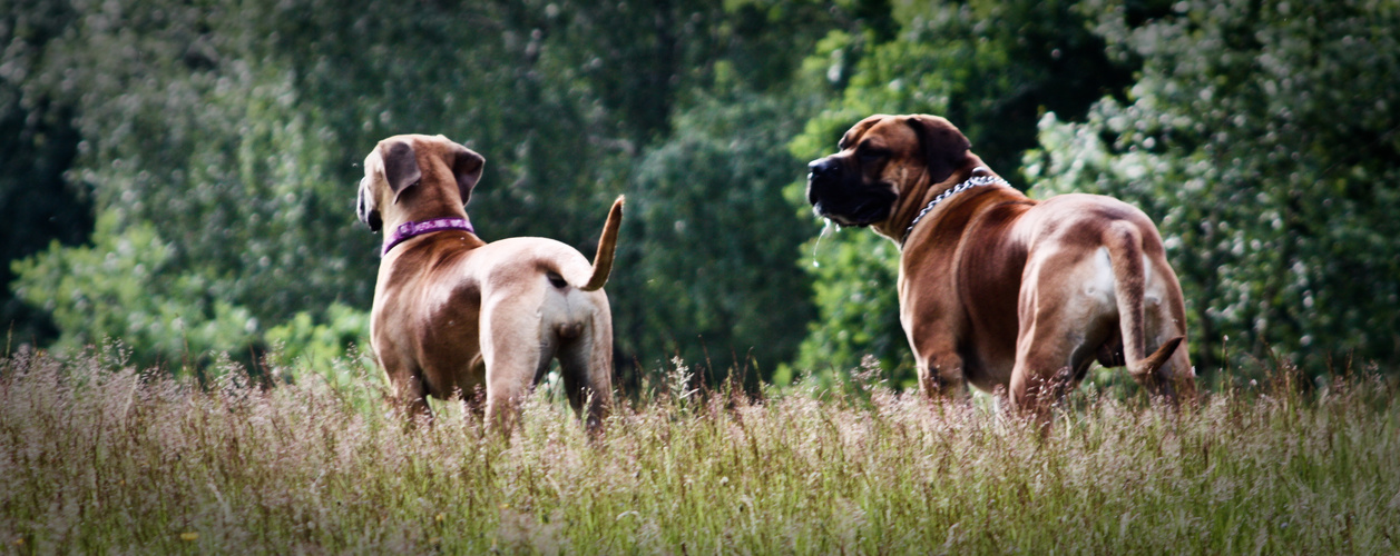 Boerboel