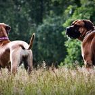 Boerboel