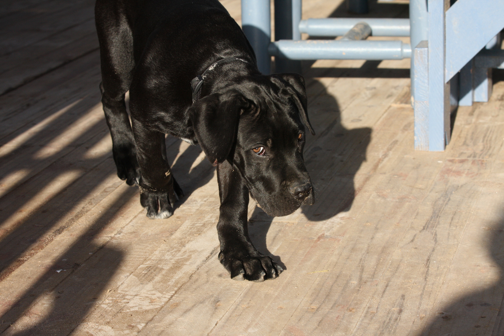 Boerboel Welpe