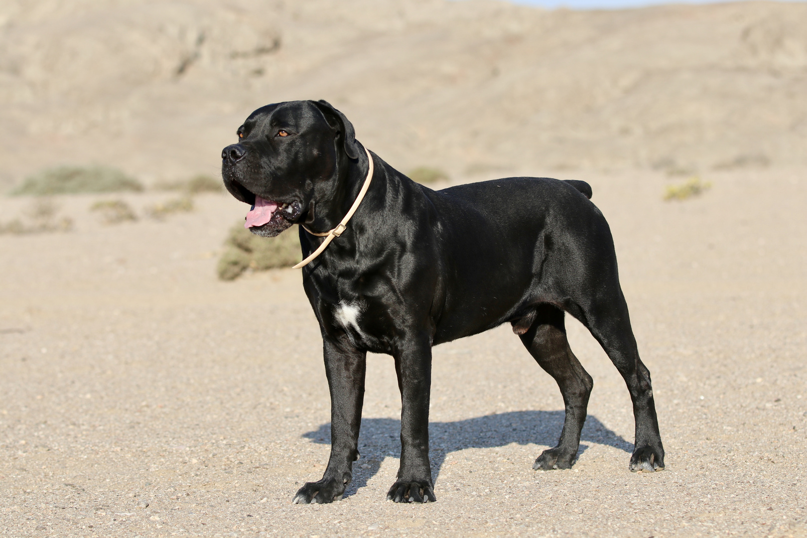 Boerboel...vier Jahre später