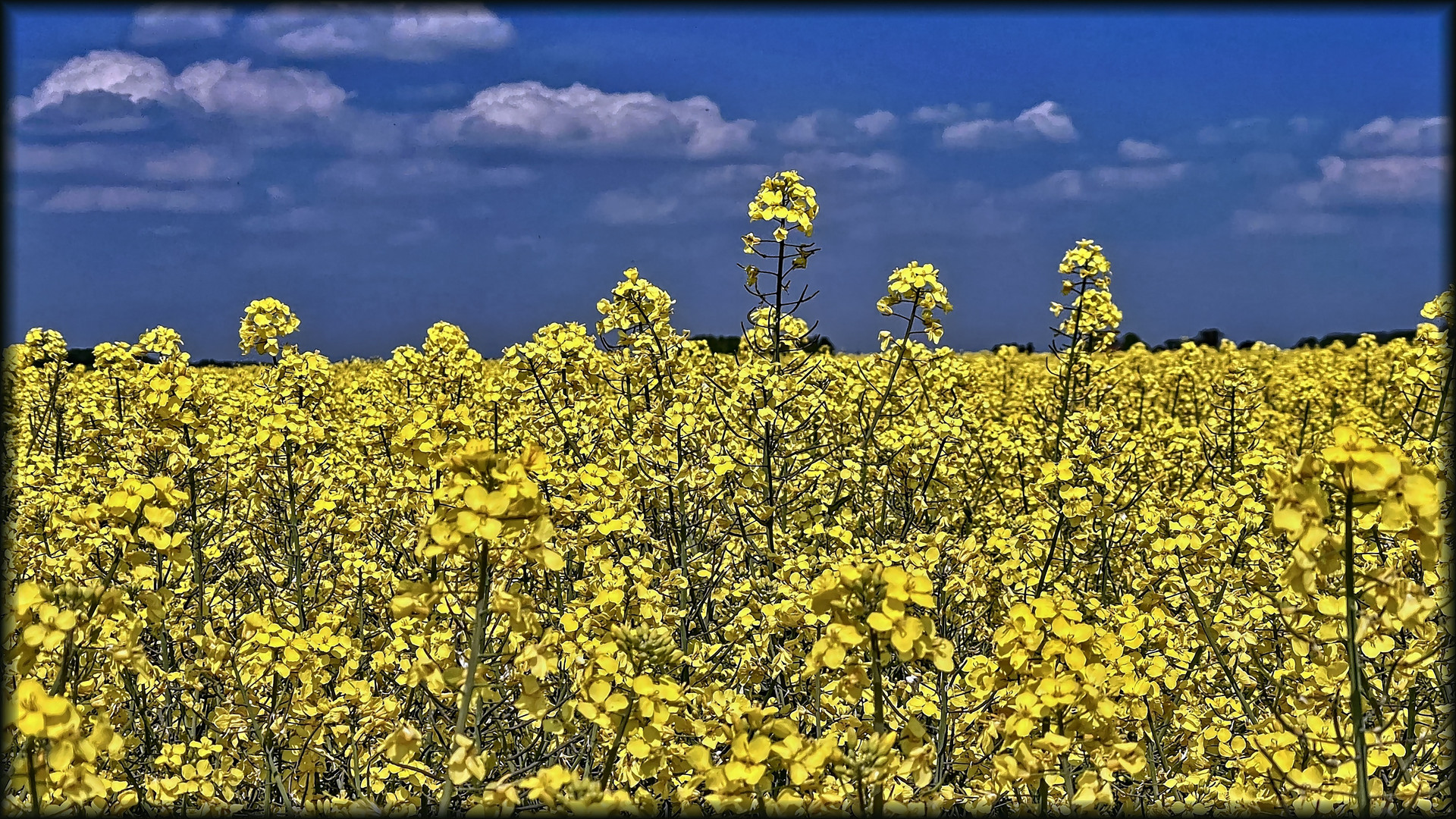 "Bördegold" unter blauem Himmel