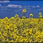 "Bördegold" unter blauem Himmel