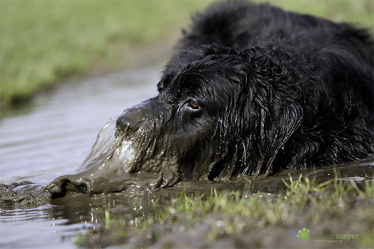 Bösartiges Wasser greift Hund an !