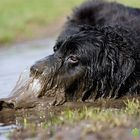 Bösartiges Wasser greift Hund an !