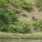Boeschungselefanten