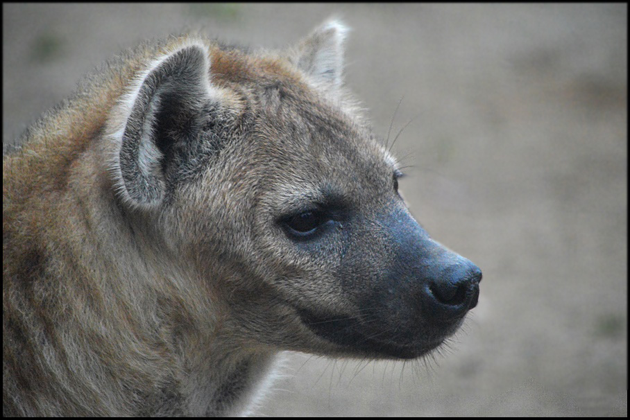 BÖSE ???? Foto & Bild tiere, zoo, wildpark & falknerei, säugetiere