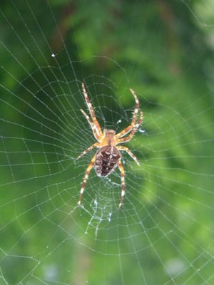[böse, aber doch so friedlich...]