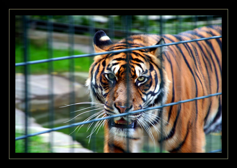 Böse Blicke - Tiger brauchen Freiraum