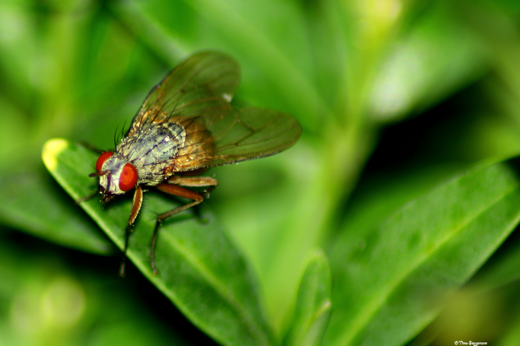 .Böse Fliege.