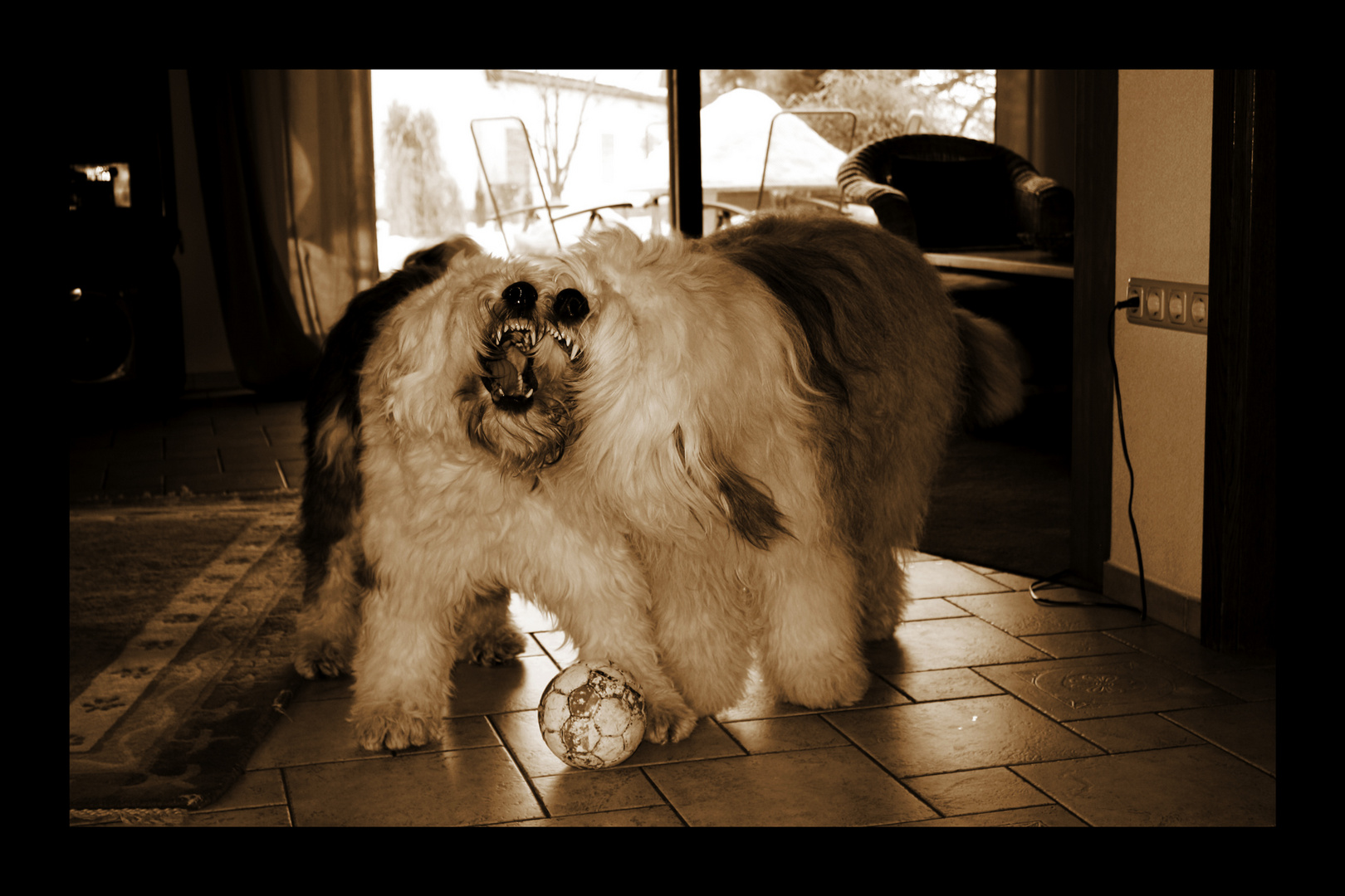 Böse Hunde Foto & Bild archiv kritik am bild, kritik am bild