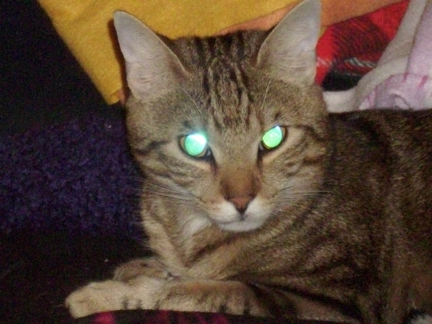böse katze Foto & Bild | tiere, haustiere, katzen Bilder auf fotocommunity