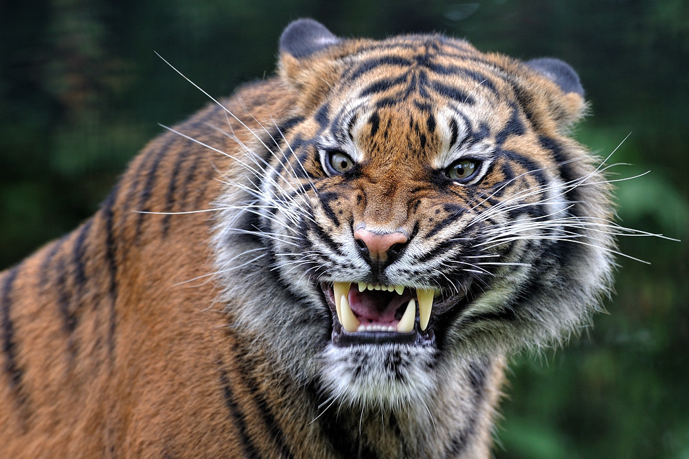 Böse Katze Foto & Bild tiere, zoo, wildpark & falknerei, säugetiere Bilder auf