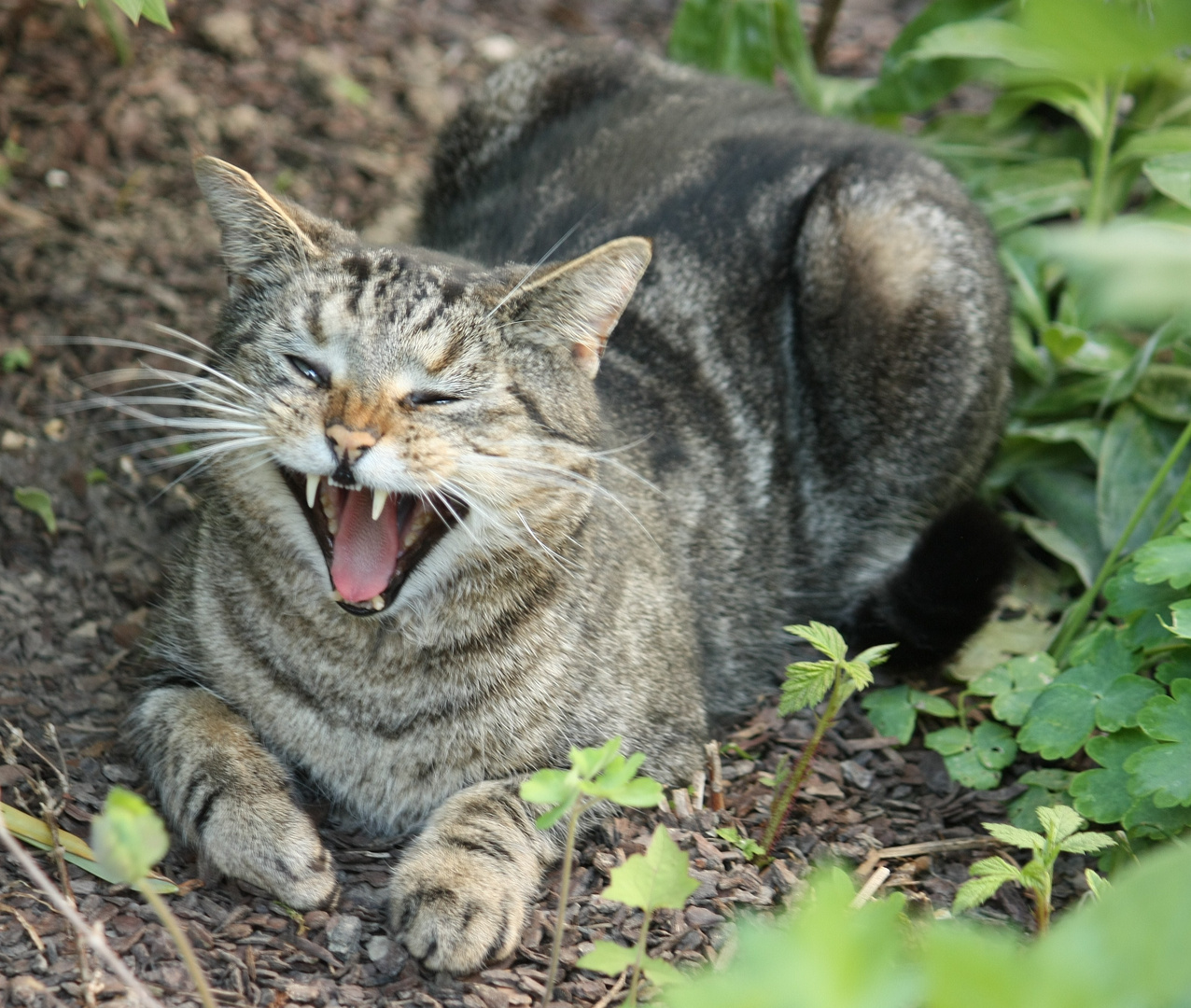 Böse Katze!