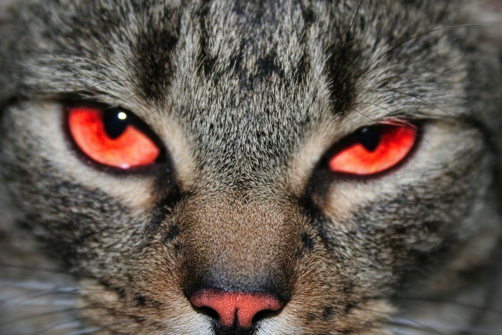 Bose Katzen Foto Bild Tiere Haustiere Katzen Bilder Auf Fotocommunity