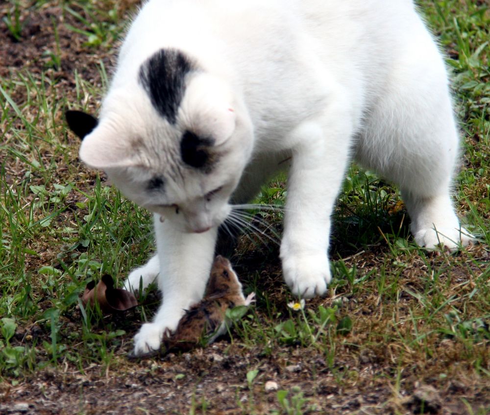 Böse Miezekatze