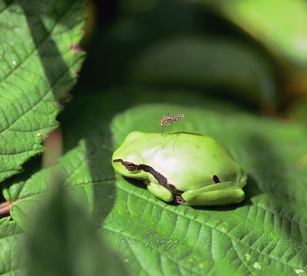Böse Mücke Foto & Bild tiere, wildlife, fotos Bilder auf