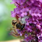 Böse Überraschung - Veränderliche Krabbenspinne