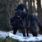 BÖSE Wolfsbrüder !!!