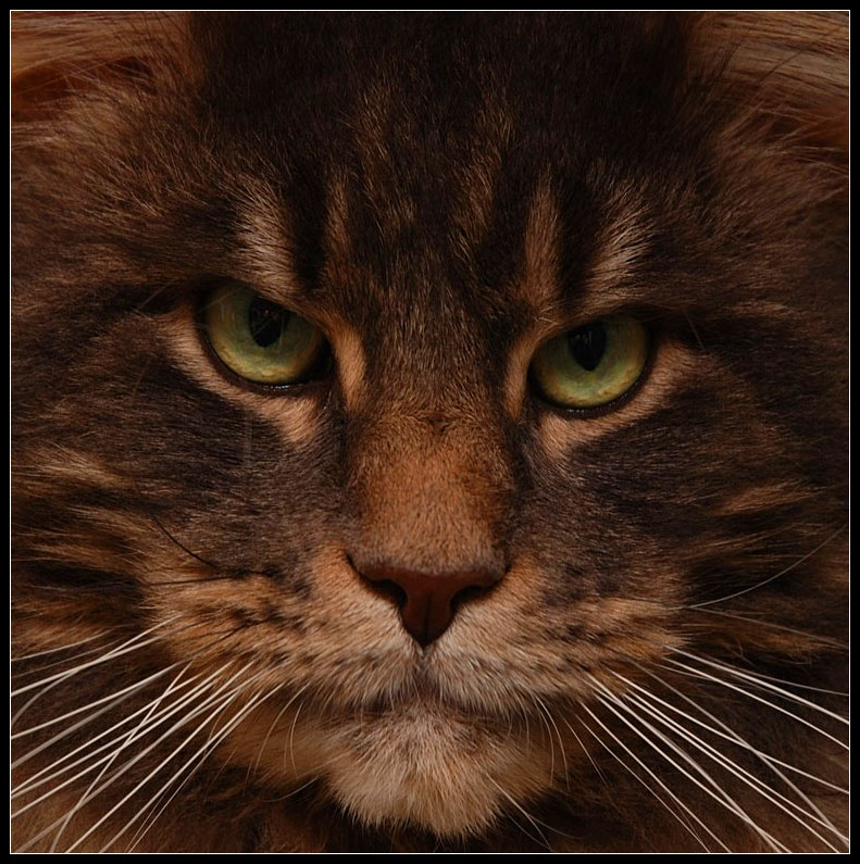 Böser Blick Foto & Bild tiere, haustiere, katzen Bilder auf