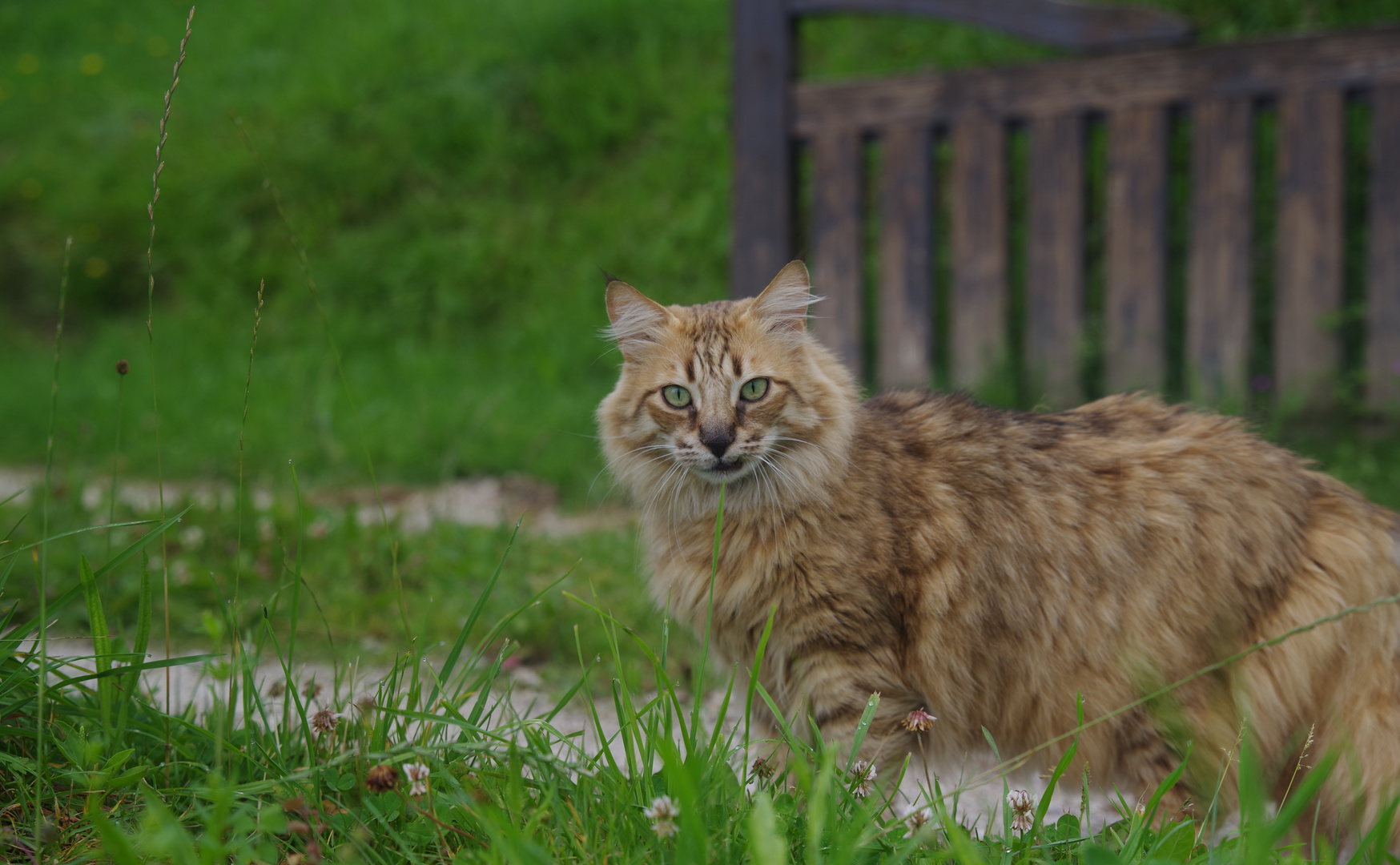 Böser Blick