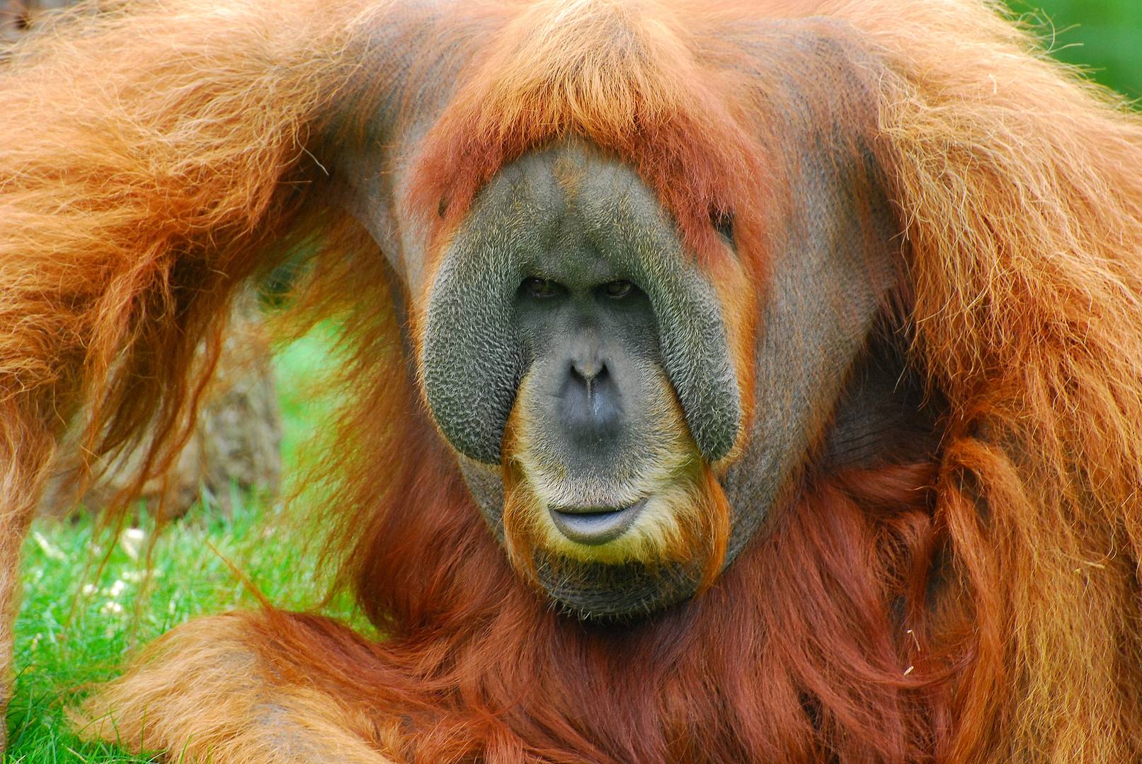 "böser Blick?" Foto & Bild natur, affen, zoo Bilder auf