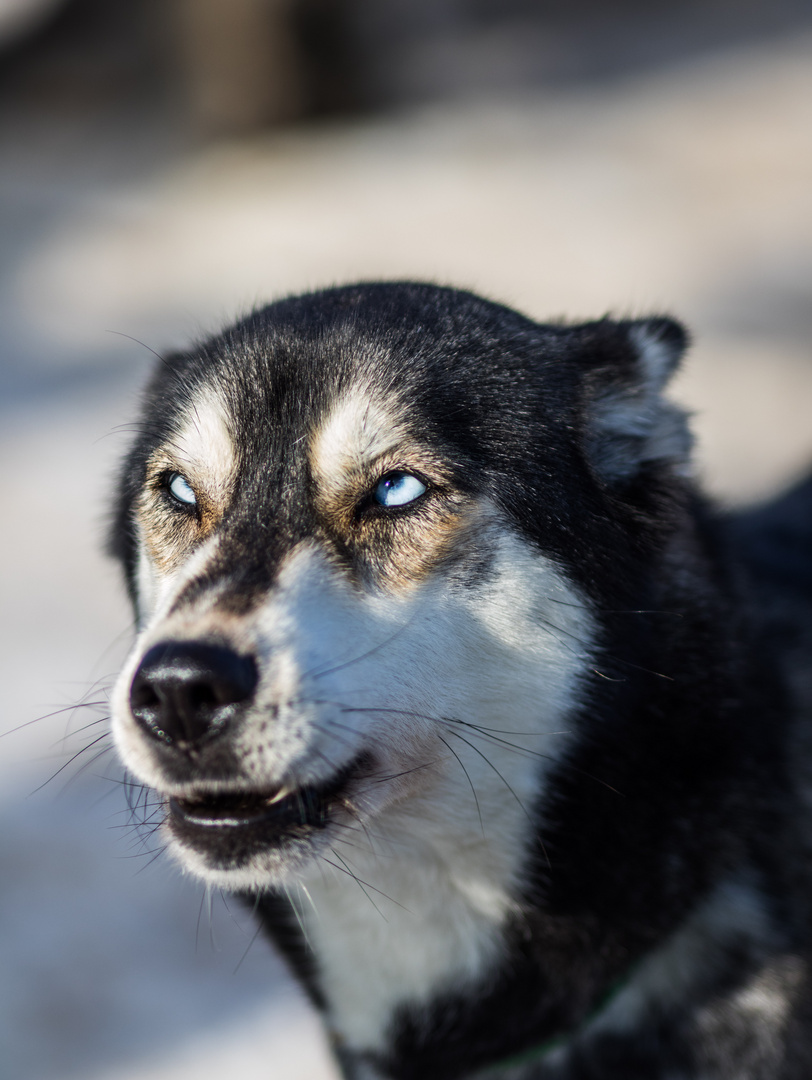 Böser Blick