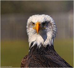 - Böser Blick -