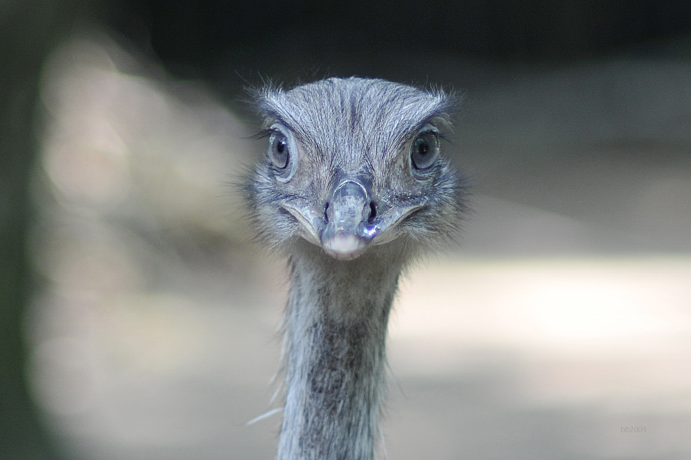 böser Blick