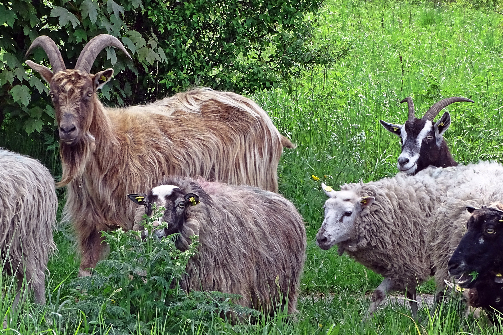 böser Blick