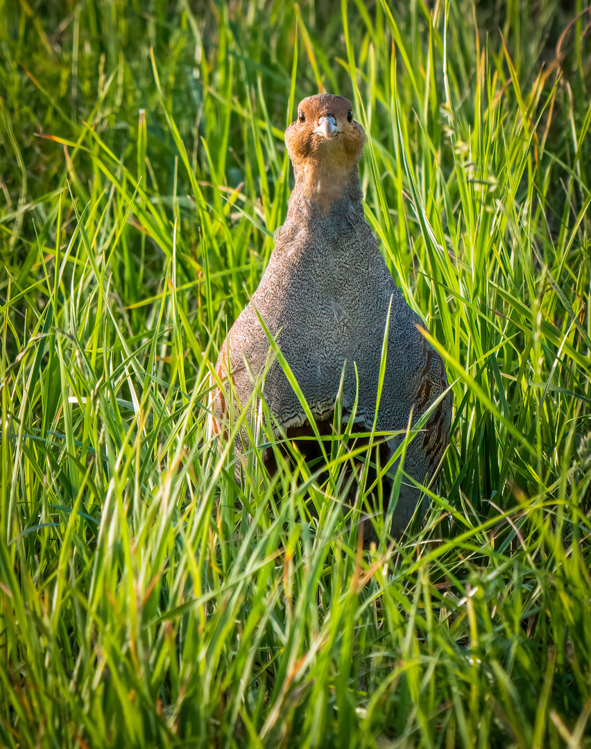 "BÖSER BLICK"