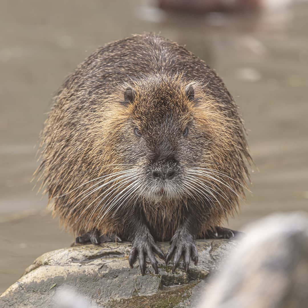 Böser Blick 