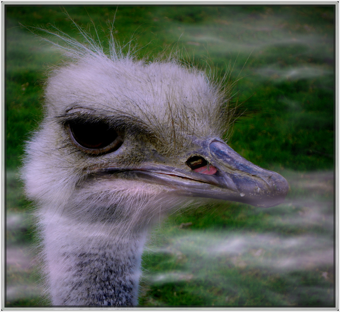 Böser Blick