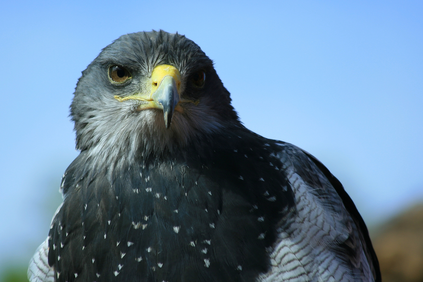 Böser Blick - scharfer Schnabel