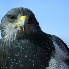 Böser Blick - scharfer Schnabel