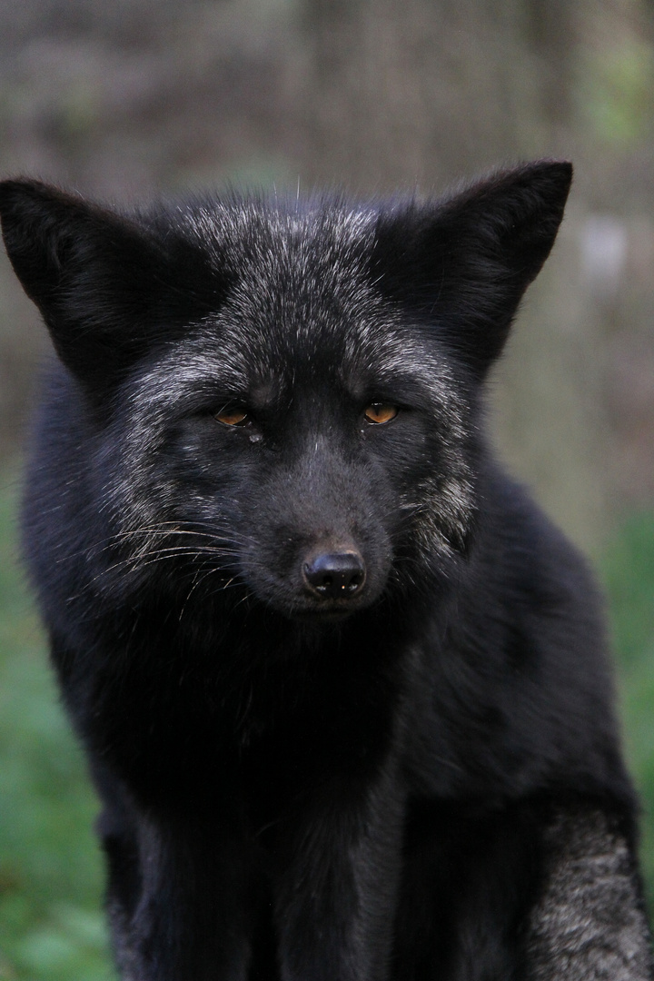 böser fuchs 2