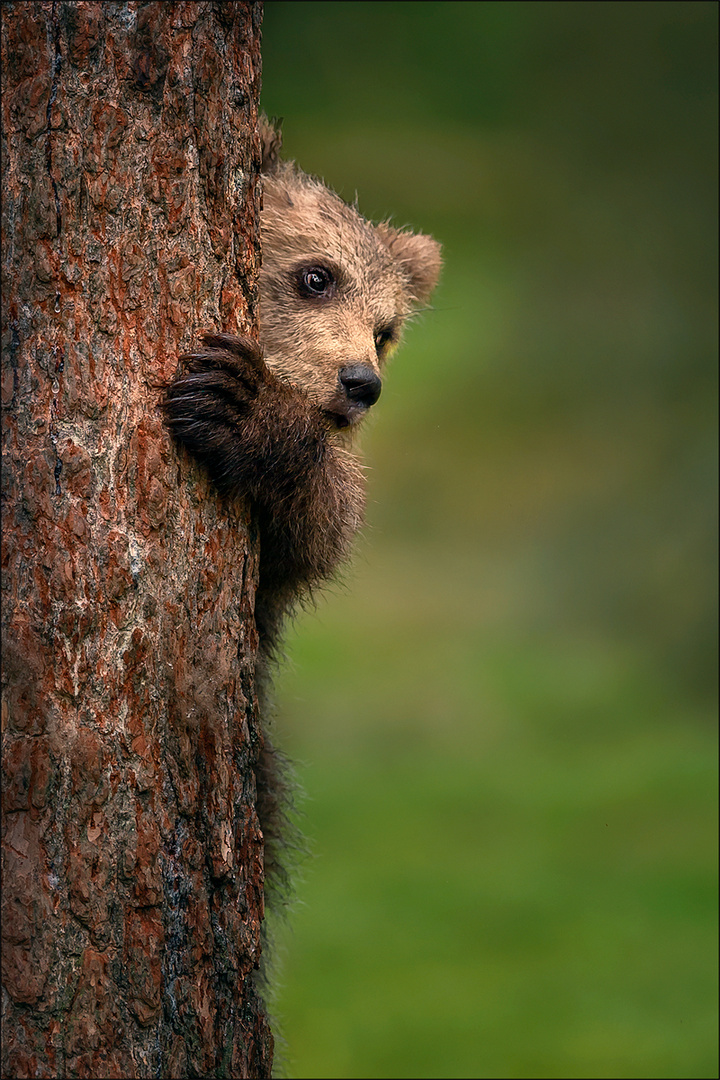 böser Grizzly