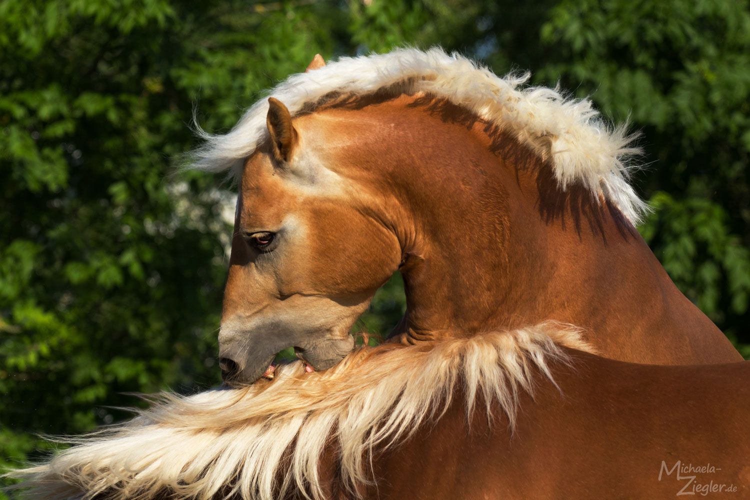 Böser Haflinger...